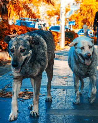 Two dogs walking side by side on a leafy trail during a training session.