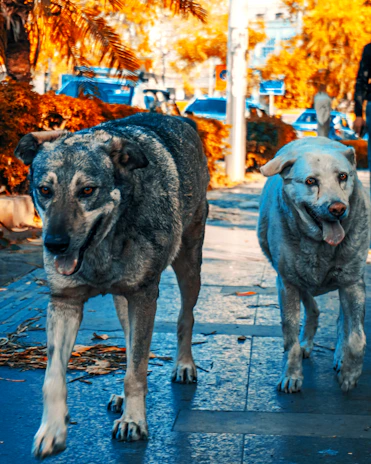 Two dogs walking side by side on a leafy trail, enjoying a peaceful afternoon stroll.