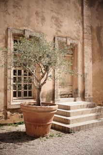 Lush olive trees with hand-painted ceramic pots in a sunny garden corner