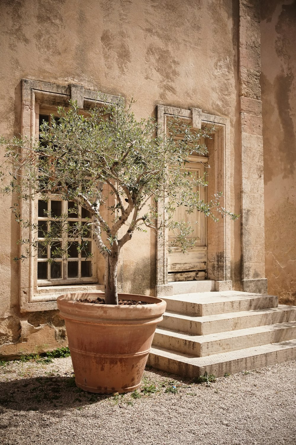 a potted tree sitting in front of a building