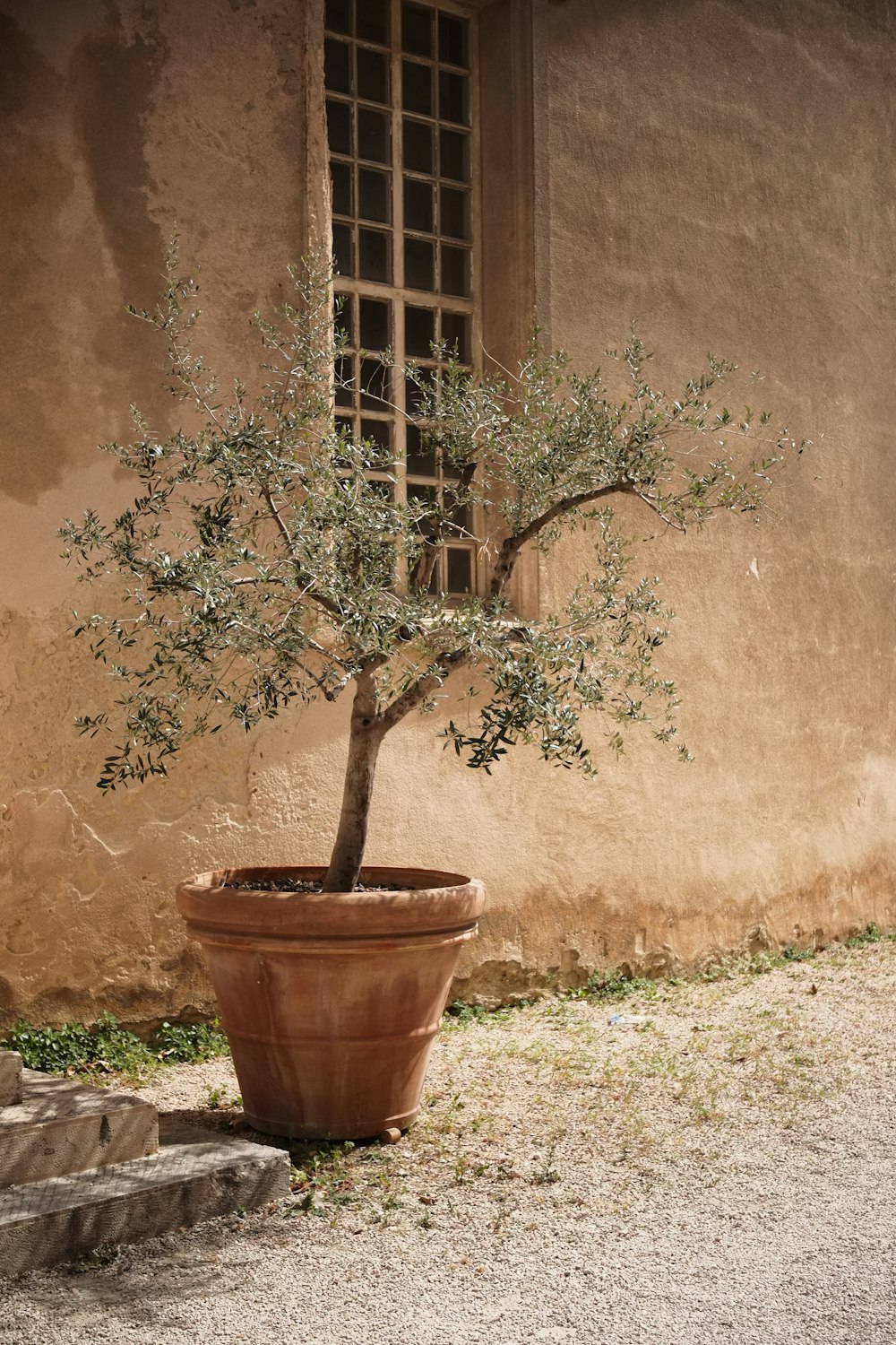 a potted olive tree in front of a building