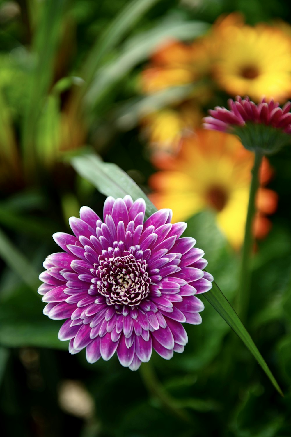 a close up of a purple flower near many other flowers