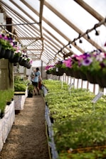 A greenhouse with rows of green plants on tables and hanging baskets of flowers. A person carrying a child walks down the central aisle. The greenhouse is well-lit and covered with a transparent roof.