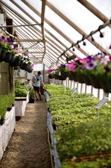 A greenhouse with rows of green plants on tables and hanging baskets of flowers. A person carrying a child walks down the central aisle. The greenhouse is well-lit and covered with a transparent roof.