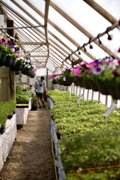A greenhouse with rows of green plants on tables and hanging baskets of flowers. A person carrying a child walks down the central aisle. The greenhouse is well-lit and covered with a transparent roof.