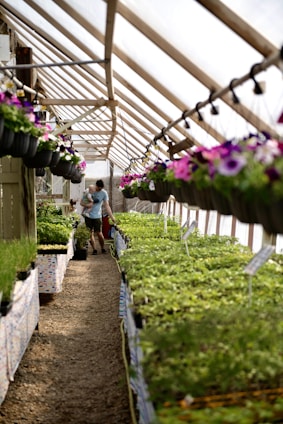 A greenhouse with rows of green plants on tables and hanging baskets of flowers. A person carrying a child walks down the central aisle. The greenhouse is well-lit and covered with a transparent roof.