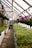 A greenhouse with rows of green plants on tables and hanging baskets of flowers. A person carrying a child walks down the central aisle. The greenhouse is well-lit and covered with a transparent roof.