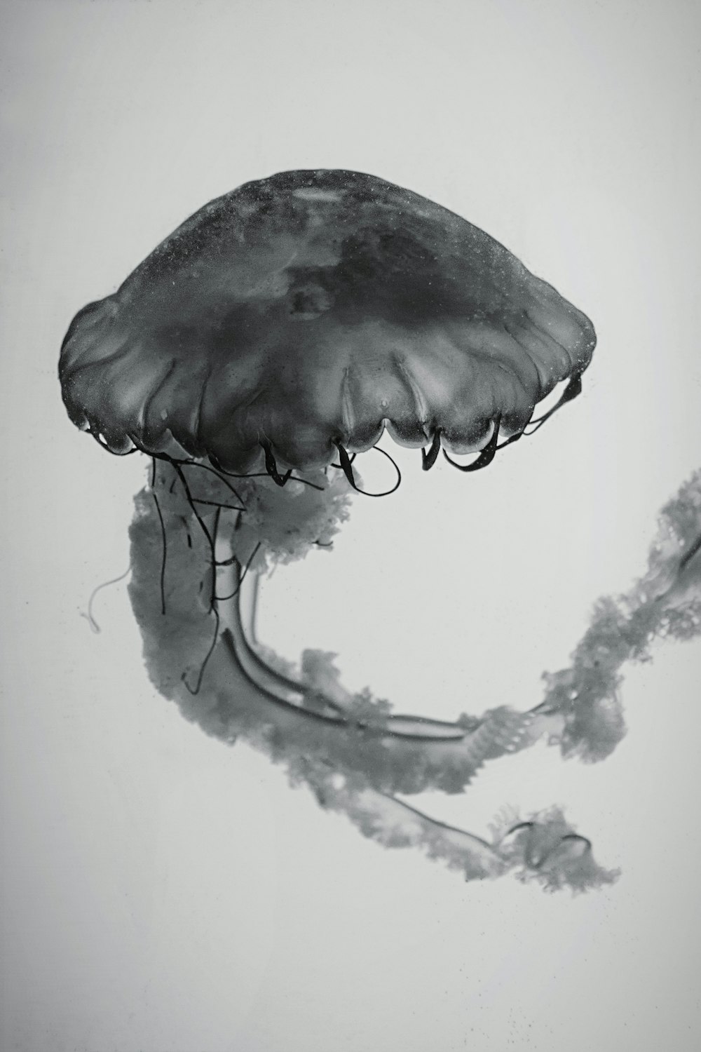 a black and white photo of a jellyfish