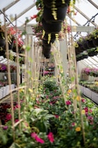 A greenhouse with rows of lush, colorful plants and flowers. Hanging baskets with a variety of blooming flowers are suspended from the ceiling. The space is full of vibrant, green foliage intertwined with bright pink, red, yellow, and purple blossoms. Vertical wooden stakes support climbing plants, adding structure to the abundant greenery.