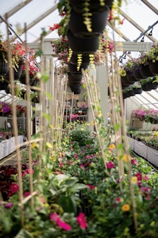 A greenhouse with rows of lush, colorful plants and flowers. Hanging baskets with a variety of blooming flowers are suspended from the ceiling. The space is full of vibrant, green foliage intertwined with bright pink, red, yellow, and purple blossoms. Vertical wooden stakes support climbing plants, adding structure to the abundant greenery.