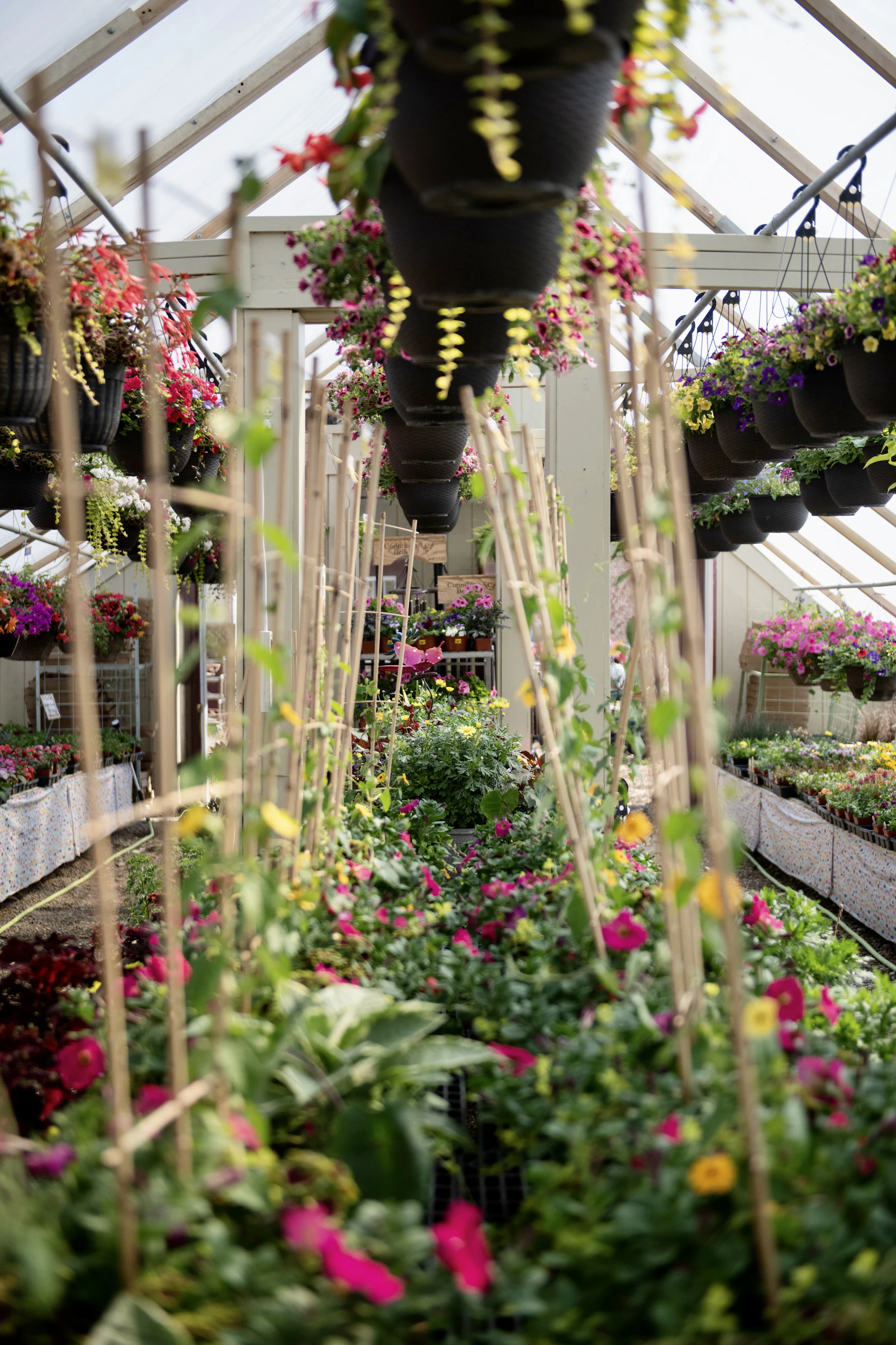 A greenhouse filled with lots of flowers and plants