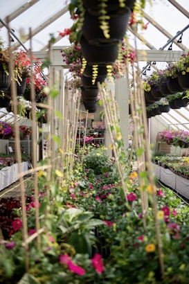 A greenhouse with rows of lush, colorful plants and flowers. Hanging baskets with a variety of blooming flowers are suspended from the ceiling. The space is full of vibrant, green foliage intertwined with bright pink, red, yellow, and purple blossoms. Vertical wooden stakes support climbing plants, adding structure to the abundant greenery.
