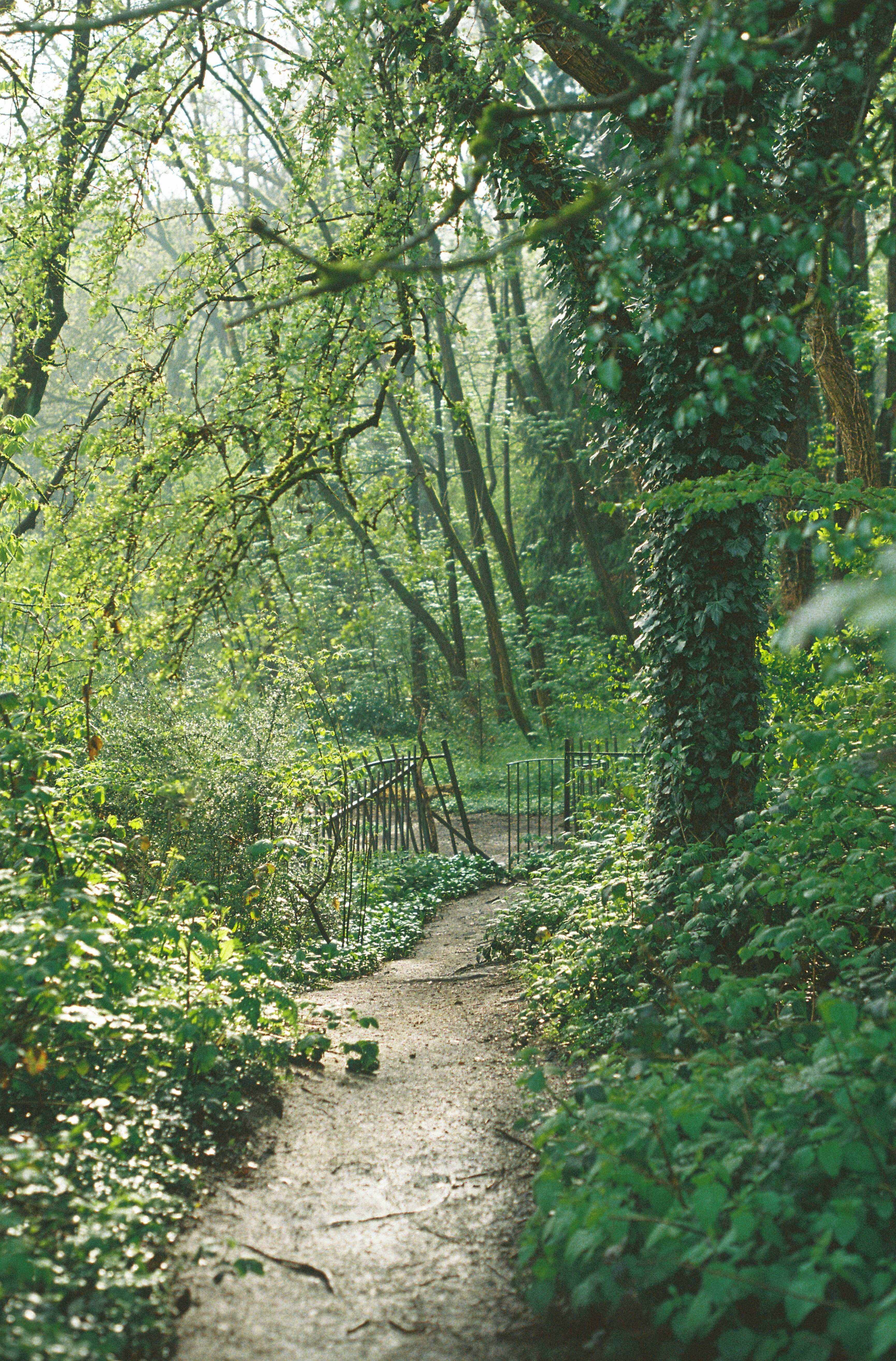 a path in the woods with a bench in the middle