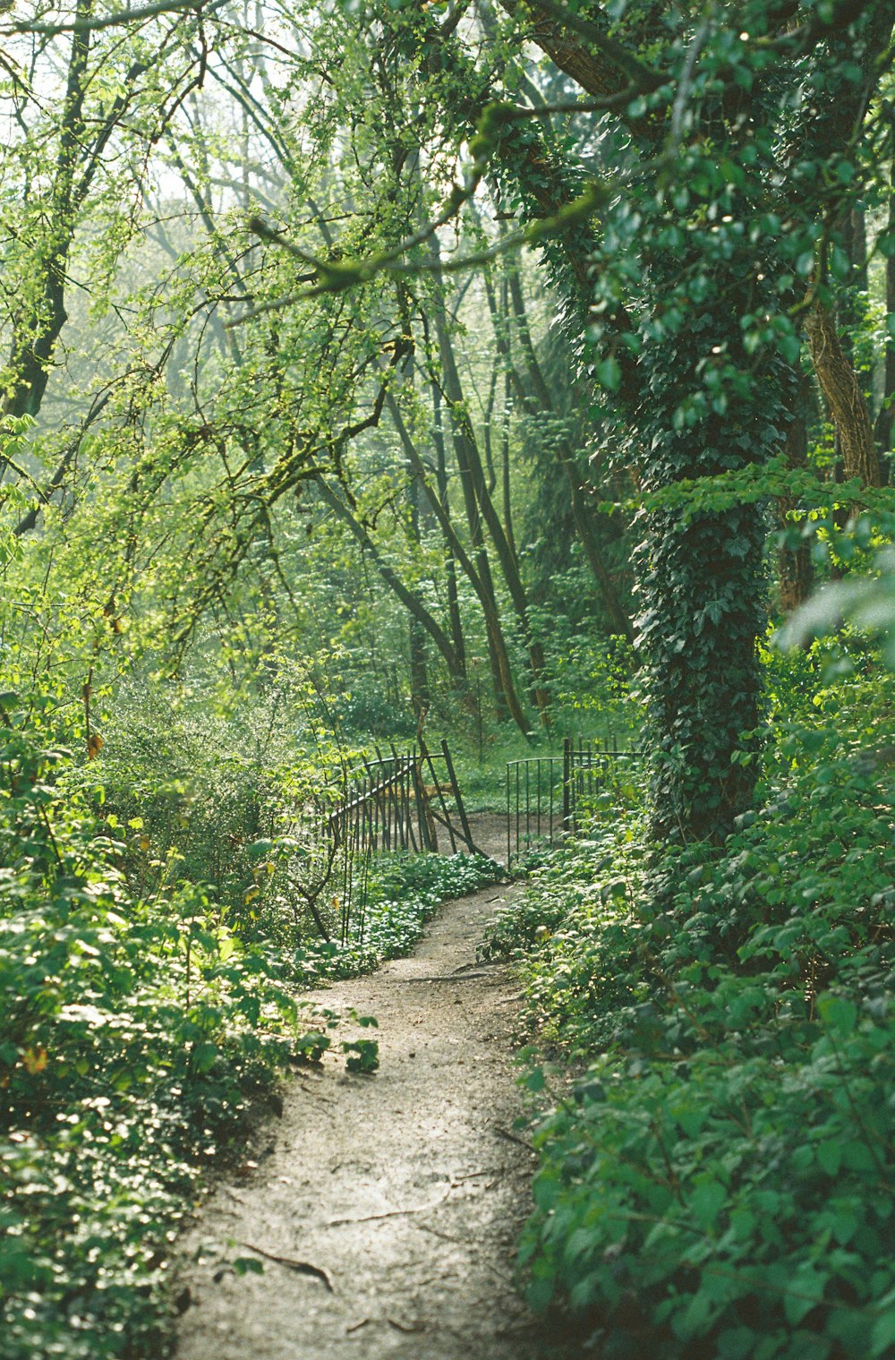 a path in the woods with a bench in the middle