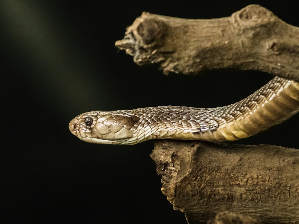 a brown snake on a branch with a black background
