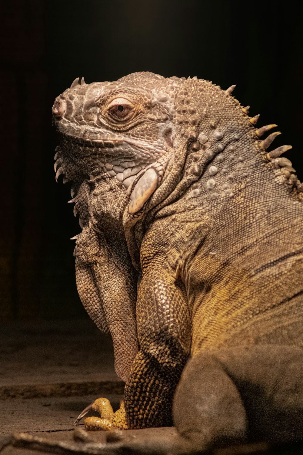 a close up of a large lizard on the ground