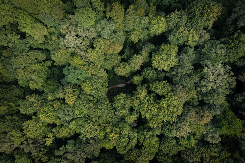 an aerial view of a forest with lots of trees