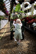 A young child in light green overalls is pushing a cart filled with potted plants down a gravel path inside a greenhouse. The greenhouse is lined with numerous hanging plants and potted flowers on shelves. A man is visible in the background, partially obscured by the plants.
