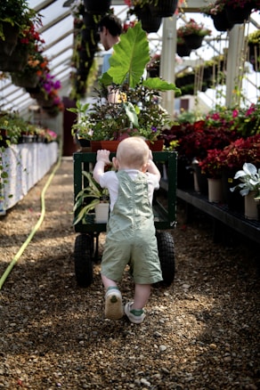 A young child in light green overalls is pushing a cart filled with potted plants down a gravel path inside a greenhouse. The greenhouse is lined with numerous hanging plants and potted flowers on shelves. A man is visible in the background, partially obscured by the plants.