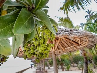 A close-up view of a cluster of green fruits or seeds attached to a large leaf, with a background of tropical palm leaves and a thatched parasol creating a beach setting.