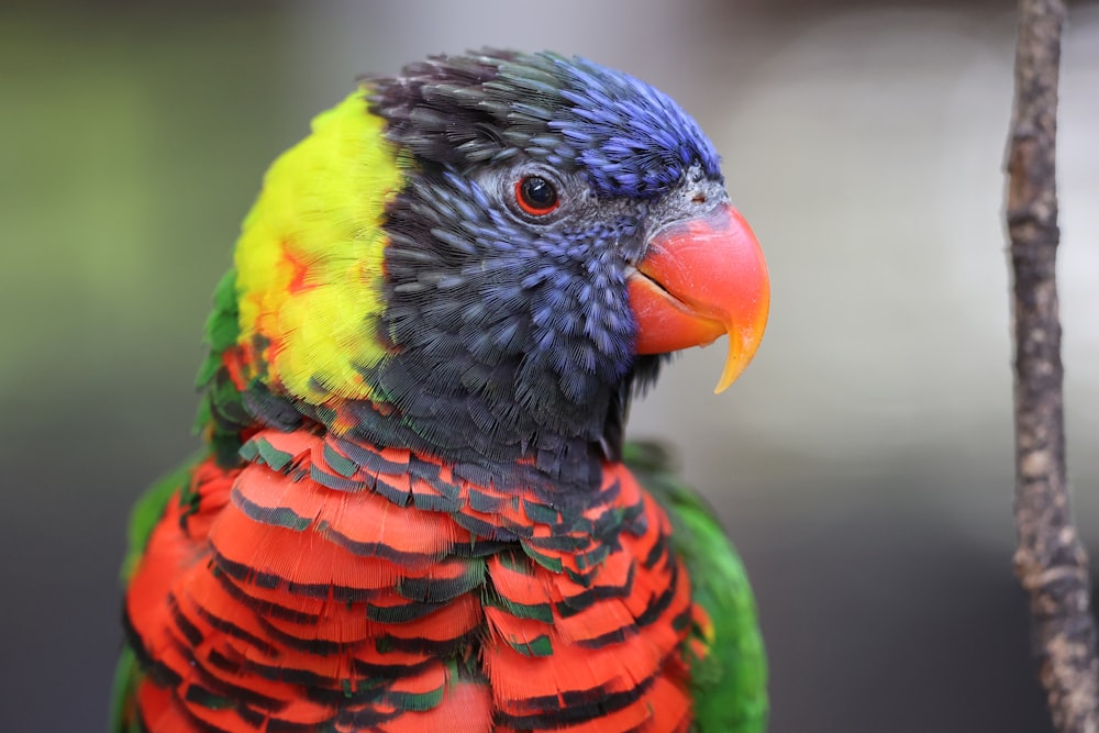 a colorful bird perched on top of a tree branch