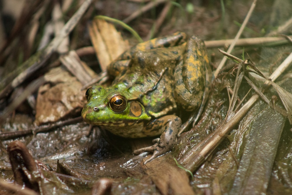 a close up of a frog on the ground