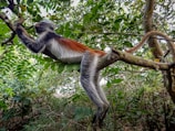 a monkey hanging from a tree branch in a forest