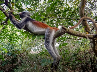 a monkey hanging from a tree branch in a forest