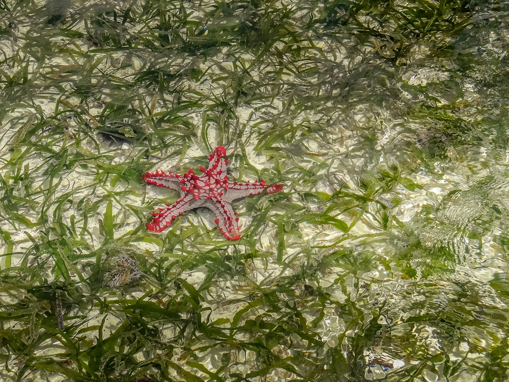 a red starfish in the water surrounded by seaweed