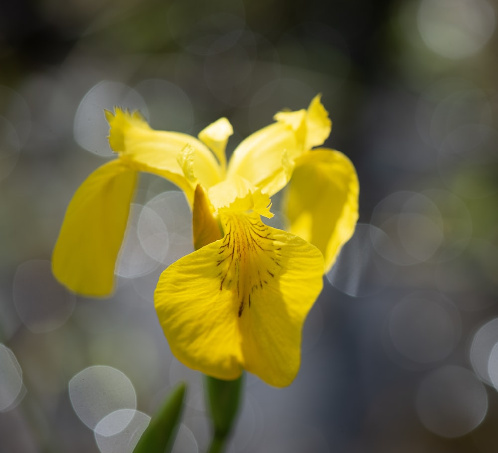 a close up of a yellow flower with blurry background