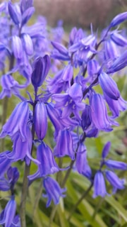 A close-up view of vibrant bluebell flowers, showcasing their delicate, bell-shaped petals in vivid shades of purple and blue. The background features a soft focus on green foliage, highlighting the floral details in the foreground.