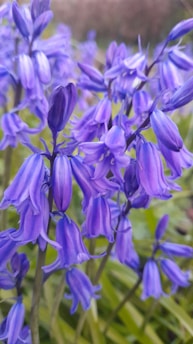 A close-up view of vibrant bluebell flowers, showcasing their delicate, bell-shaped petals in vivid shades of purple and blue. The background features a soft focus on green foliage, highlighting the floral details in the foreground.