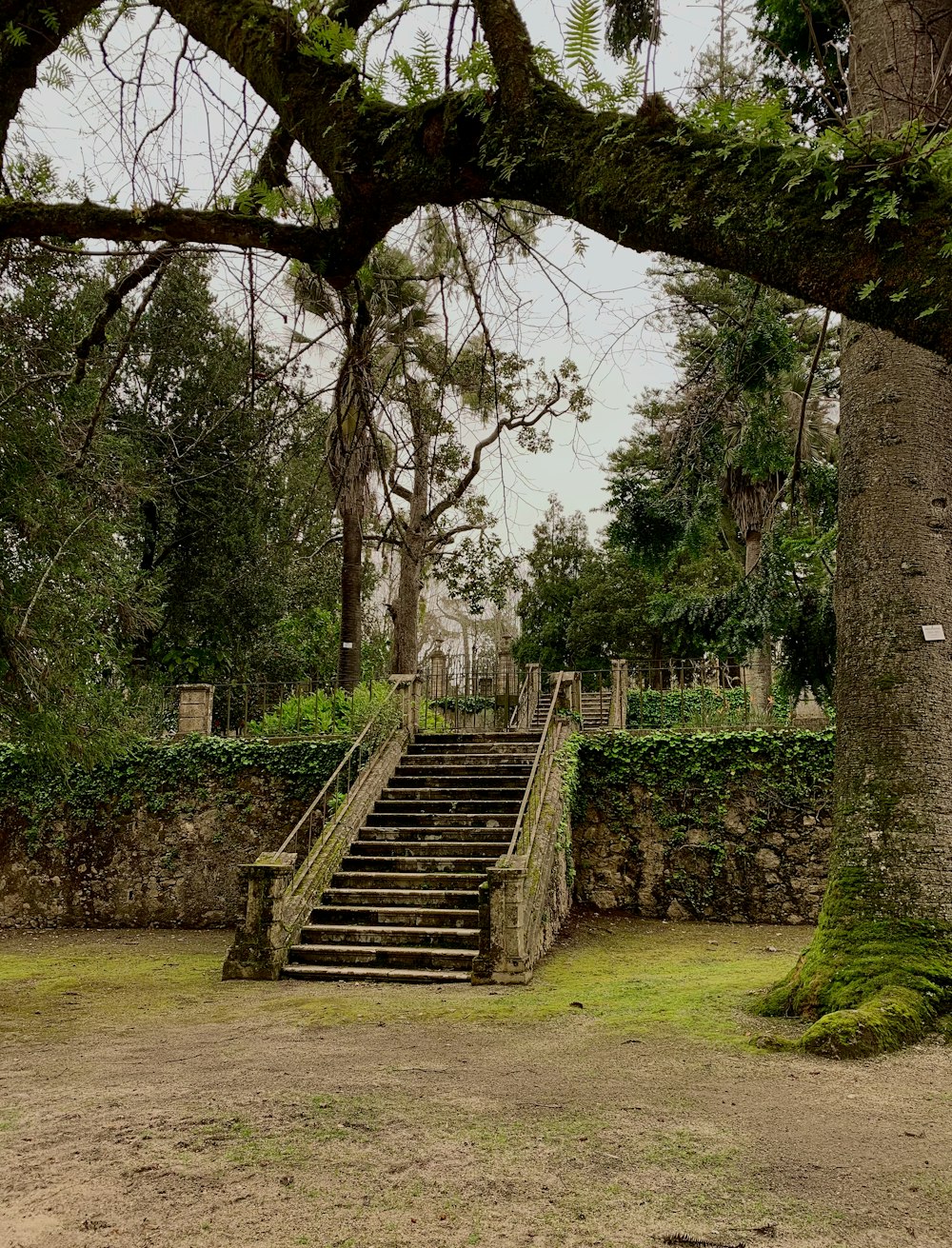 a large tree sitting next to a set of stairs