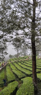 Terraced green tea plantations stretch across the landscape with tall trees scattered throughout. Misty weather creates a tranquil atmosphere while people walk along a path that runs through the fields.