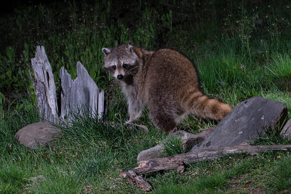 a raccoon standing in the grass next to a wooden fence
