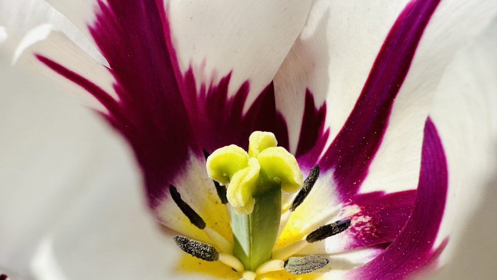 Un primer plano de una flor blanca y púrpura