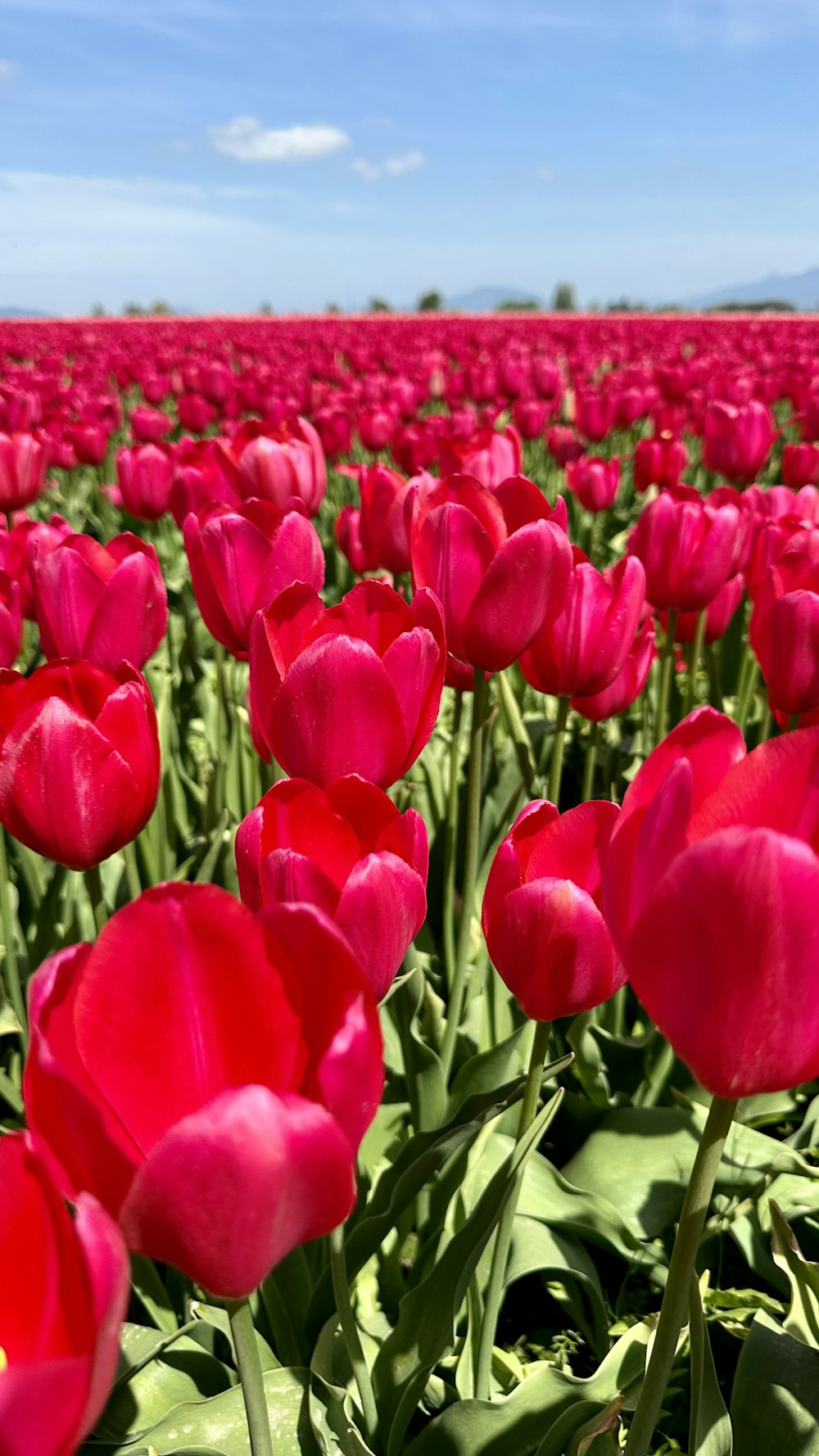 a field of red tulips under a blue sky