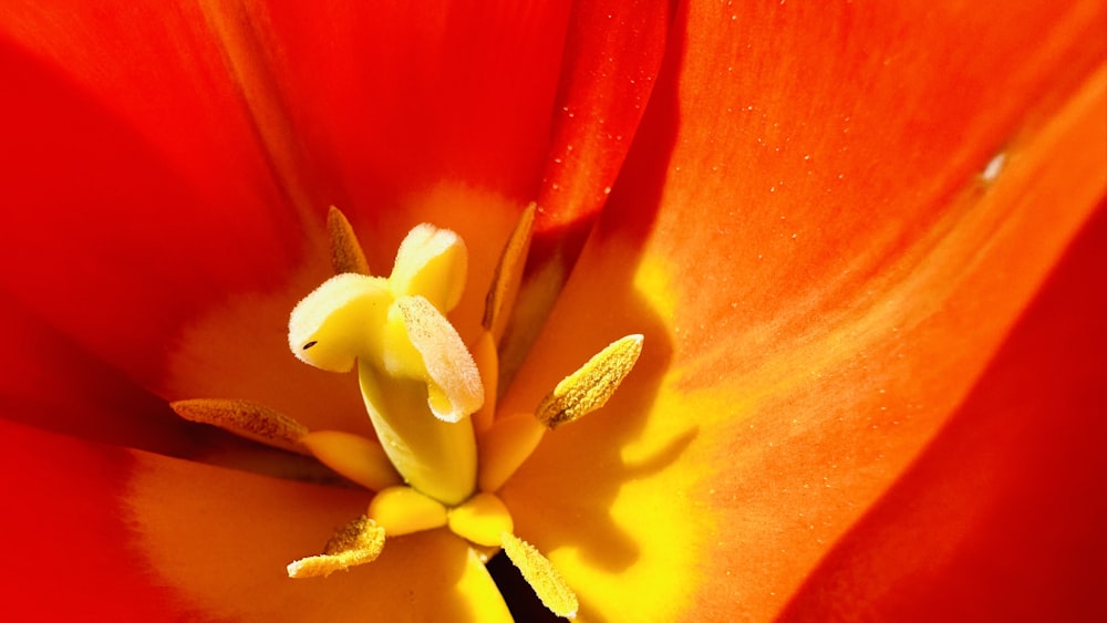 a close up of a red flower with yellow stamen