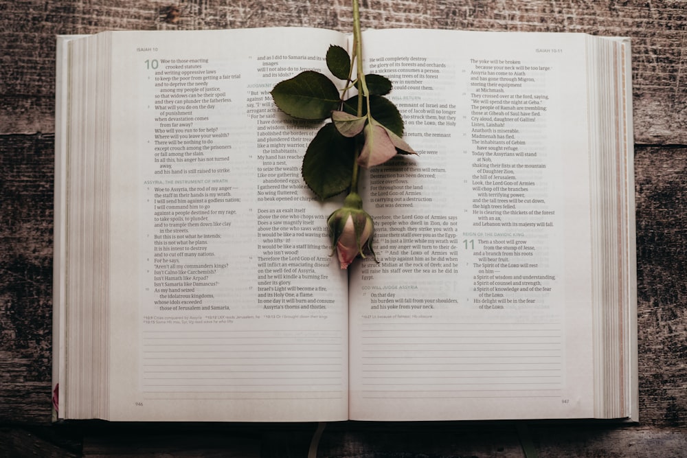 an open book with a rose on top of it