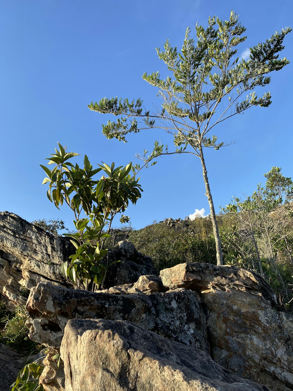 uma pequena árvore crescendo de uma grande rocha