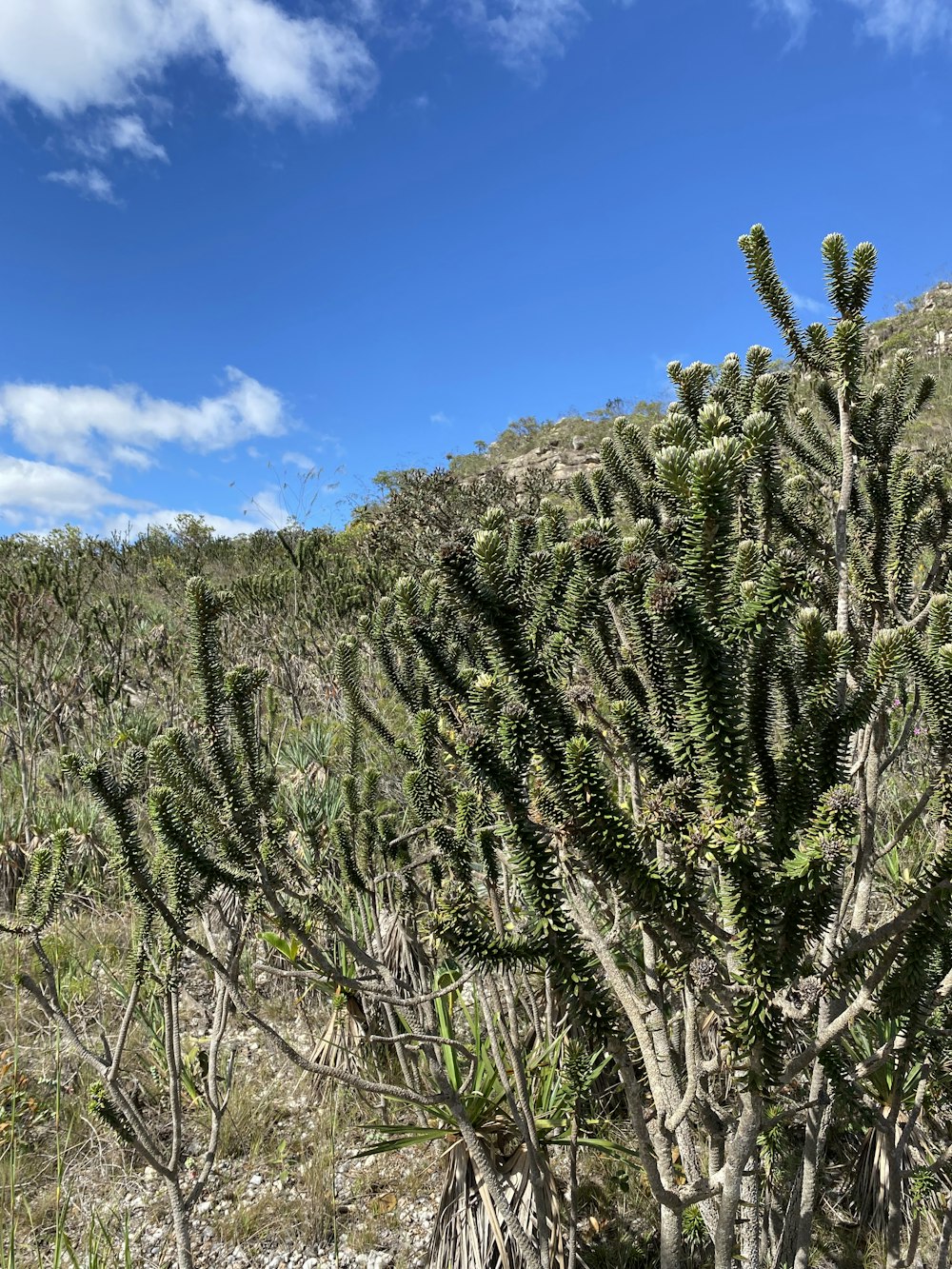 uma grande planta de cacto no meio de um campo