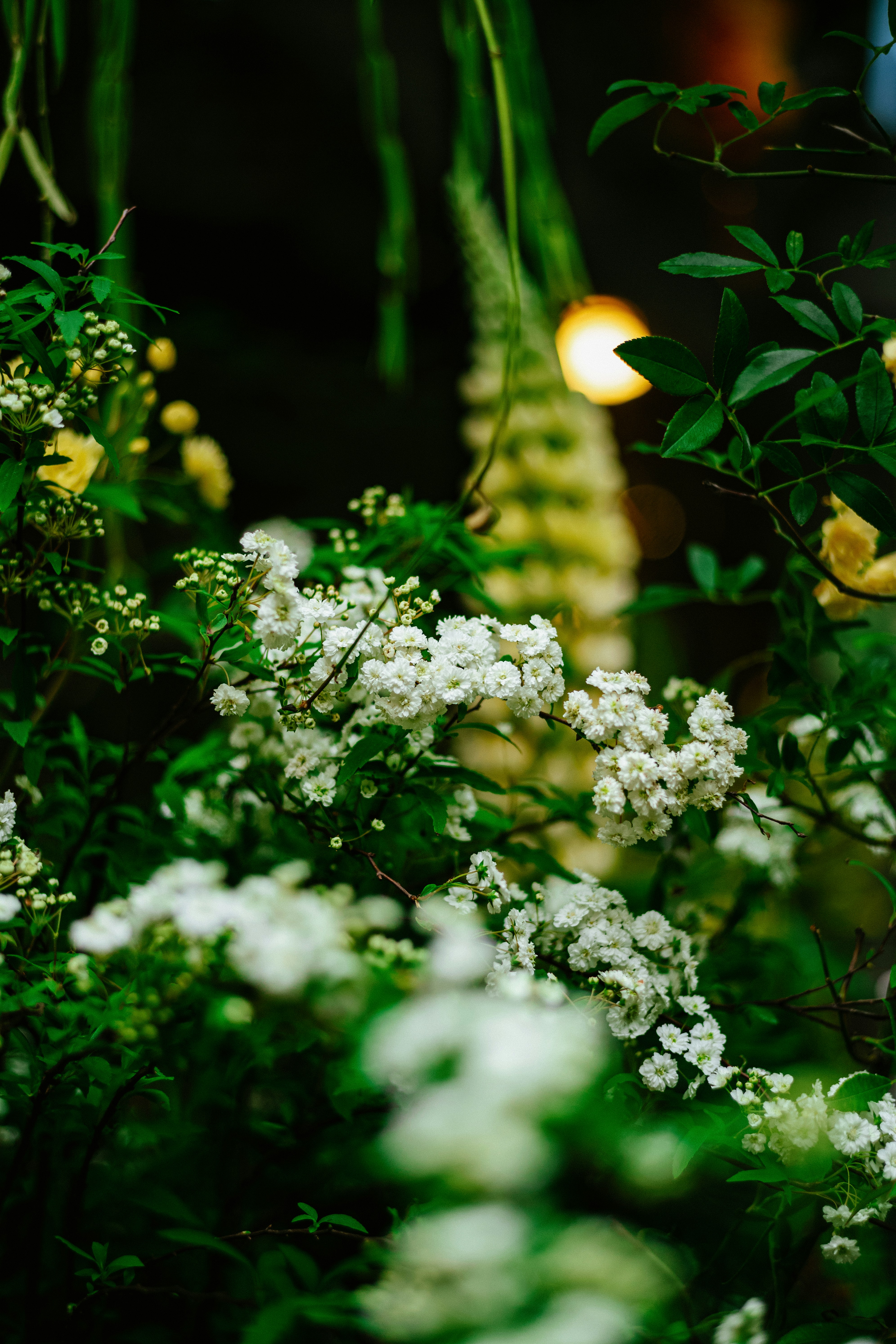 Photo by tommaomaoer