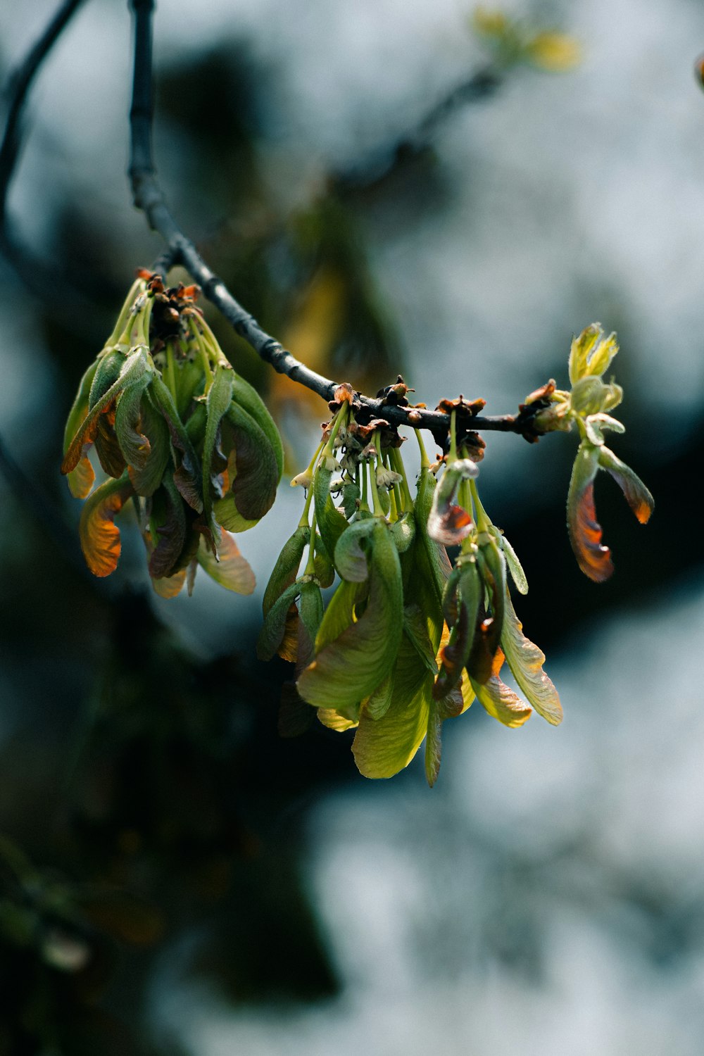 a bunch of leaves hanging from a tree branch