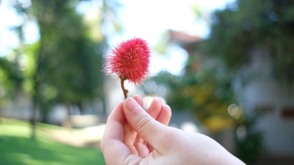 a person holding a flower in their hand