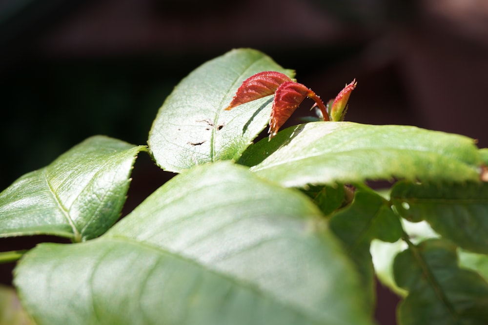 a small red flower on a green leafy plant