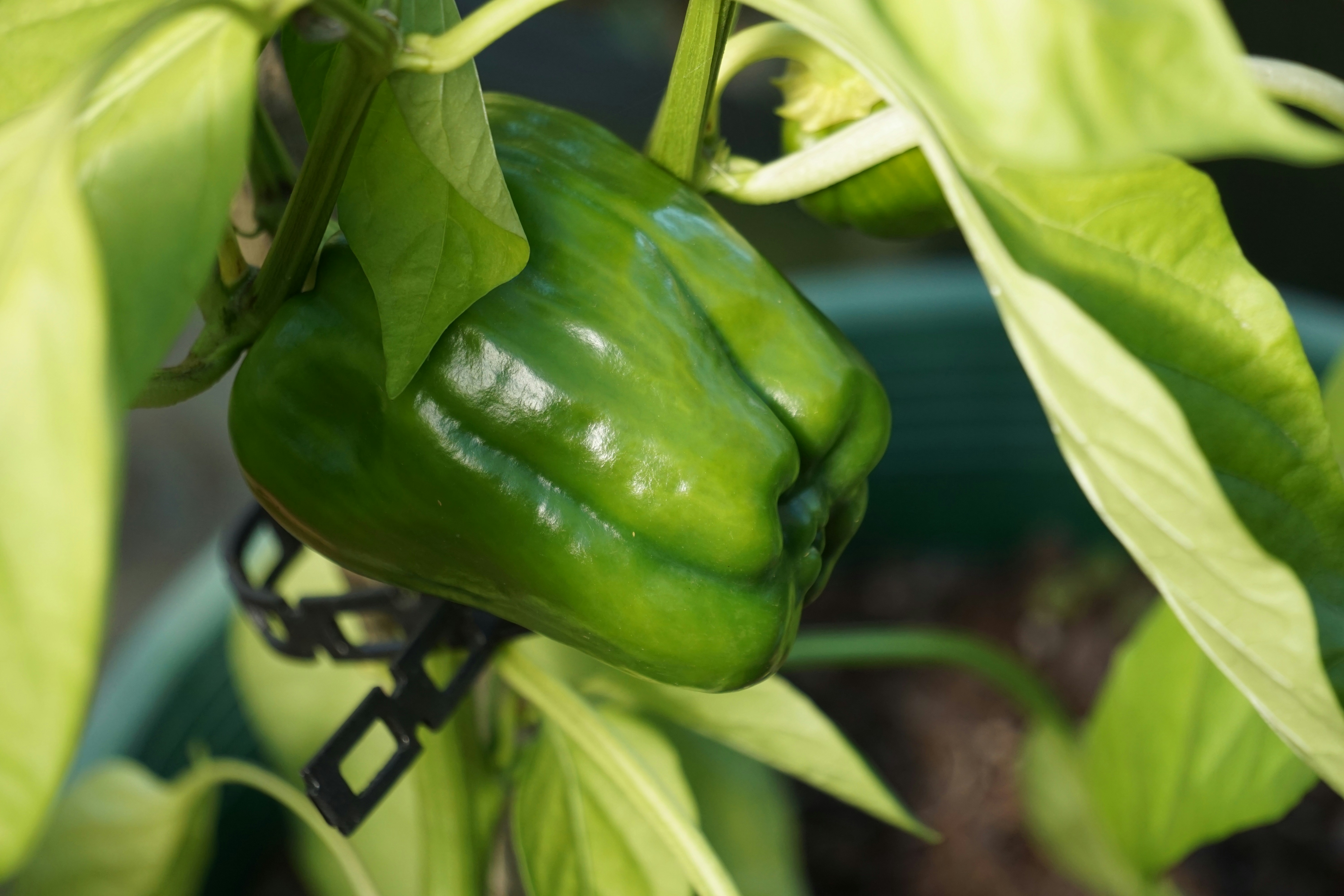 un primo piano di un peperone verde su una pianta