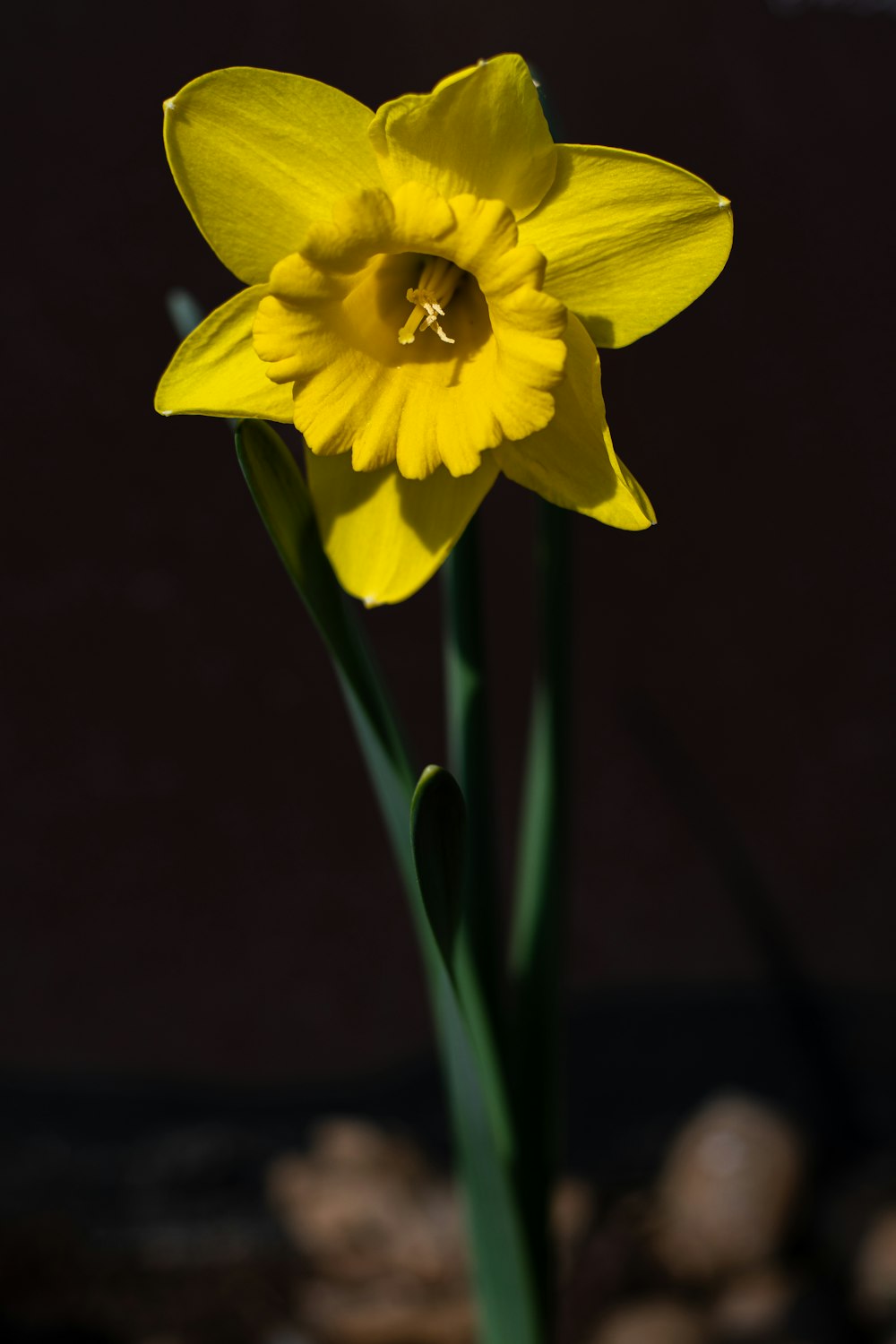 a close up of a yellow flower with rocks in the background