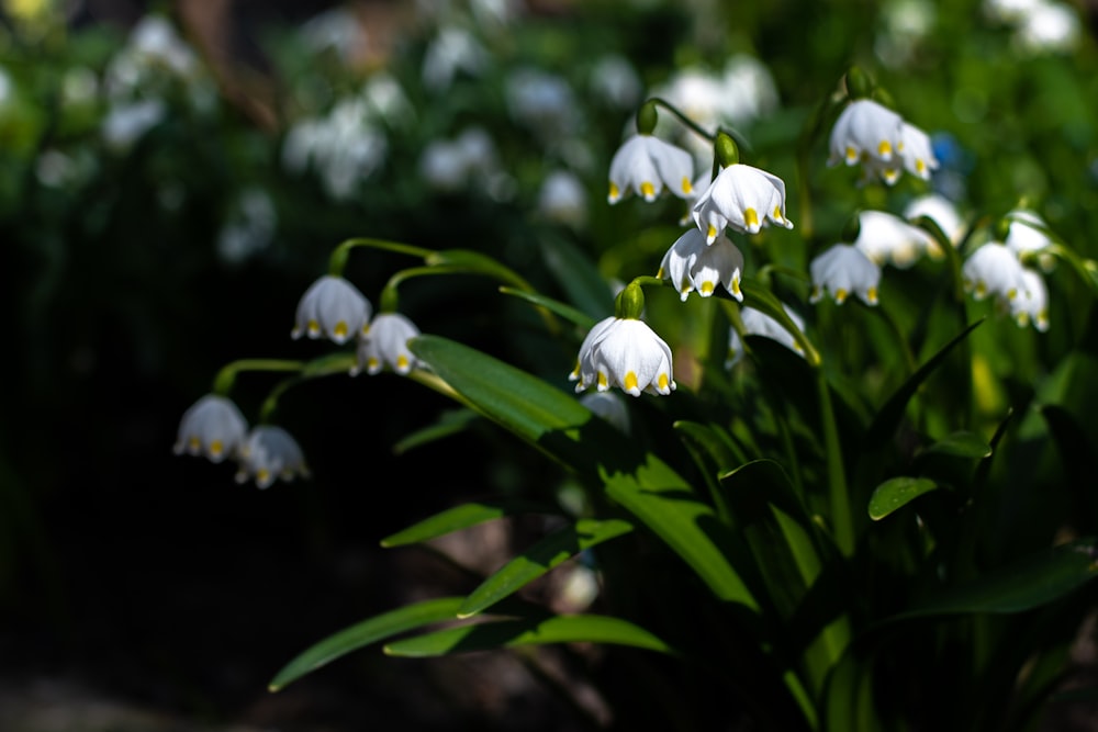 a bunch of flowers that are in the grass