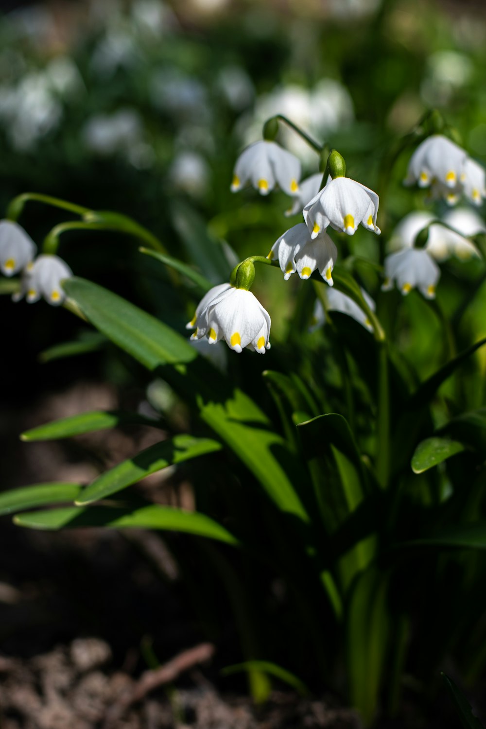 a bunch of white flowers that are in the dirt