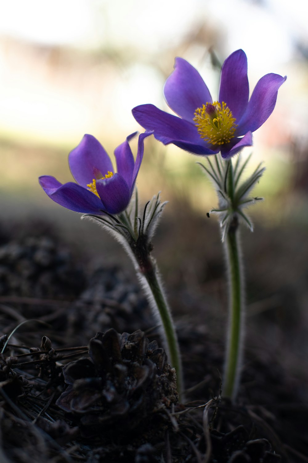 a couple of purple flowers sitting on top of a dirt ground